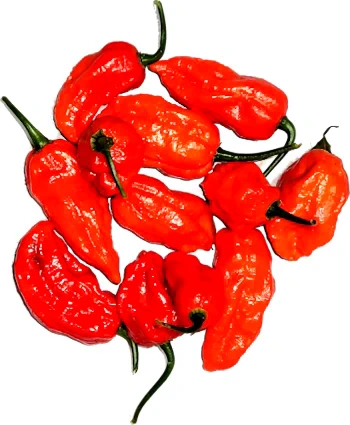 our fresh ghost peppers