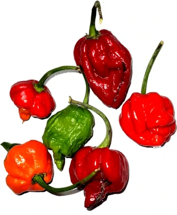 our fresh scorpion peppers